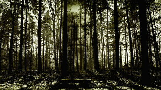 Bild von einem Wald