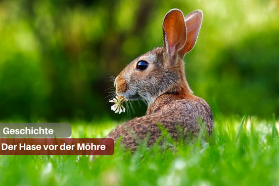 Hase auf einer Wiese