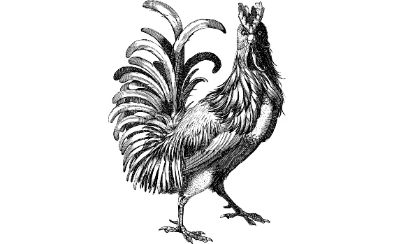 Hahn (Zeichnung)