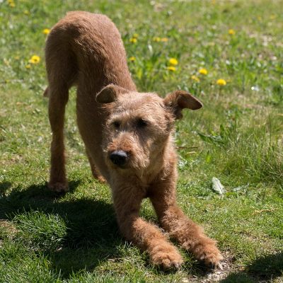 Hund in Yogapose